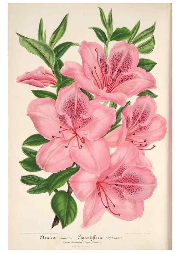 Reproducción/Reproduction 49685655063: L'Illustration horticole :. Gand, Belgium :Imprimerie et lithographie de F. et E. Gyselnyck,1854-1896.. 