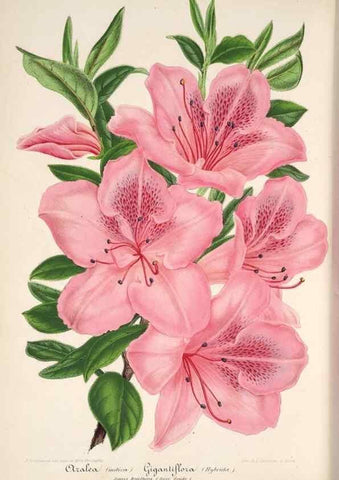 Reproducción/Reproduction 49685655063: L'Illustration horticole :. Gand, Belgium :Imprimerie et lithographie de F. et E. Gyselnyck,1854-1896.. 