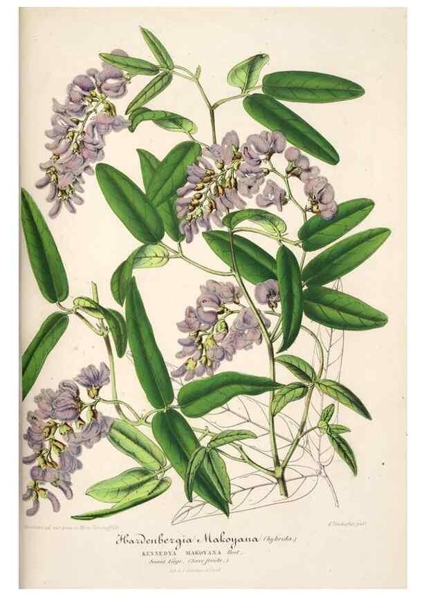 Reproducción/Reproduction 49686186451: L'Illustration horticole :. Gand, Belgium :Imprimerie et lithographie de F. et E. Gyselnyck,1854-1896.. 