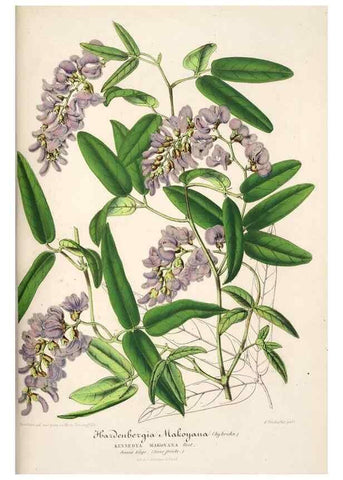 Reproducción/Reproduction 49686186451: L'Illustration horticole :. Gand, Belgium :Imprimerie et lithographie de F. et E. Gyselnyck,1854-1896.. 