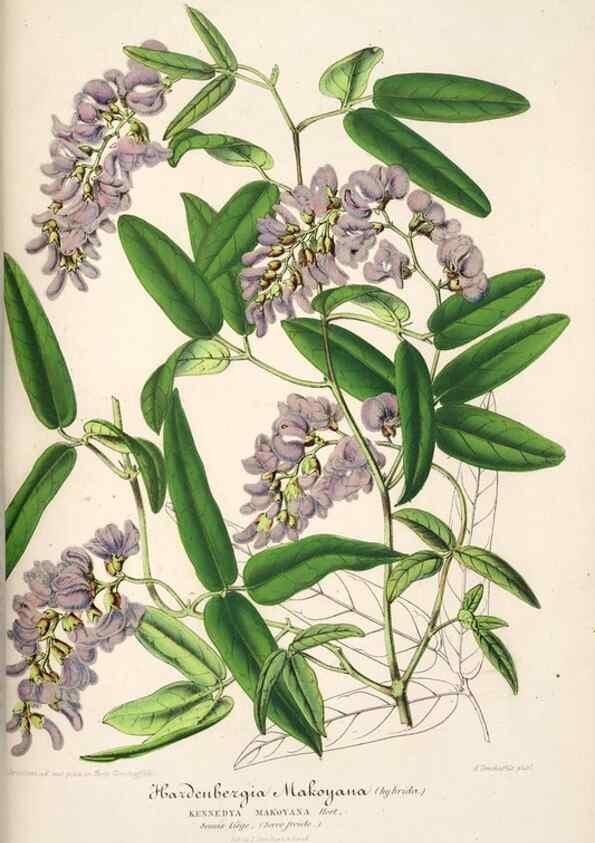 Reproducción/Reproduction 49686186451: L'Illustration horticole :. Gand, Belgium :Imprimerie et lithographie de F. et E. Gyselnyck,1854-1896.. 