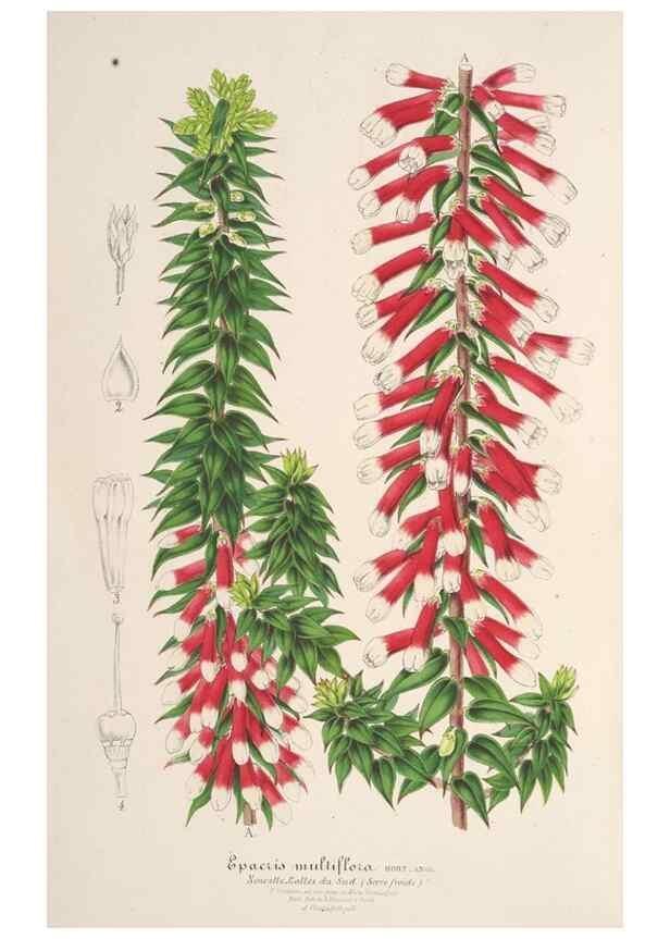 Reproducción/Reproduction 49687474812: L'Illustration horticole :. Gand, Belgium :Imprimerie et lithographie de F. et E. Gyselnyck,1854-1896.. 