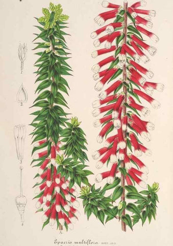 Reproducción/Reproduction 49687474812: L'Illustration horticole :. Gand, Belgium :Imprimerie et lithographie de F. et E. Gyselnyck,1854-1896.. 