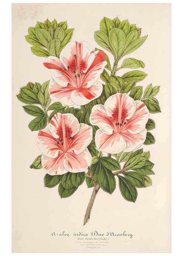 Reproducción/Reproduction 49687173736: L'Illustration horticole :. Gand, Belgium :Imprimerie et lithographie de F. et E. Gyselnyck,1854-1896.. 