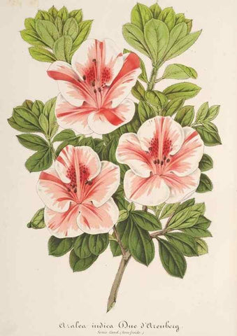 Reproducción/Reproduction 49687173736: L'Illustration horticole :. Gand, Belgium :Imprimerie et lithographie de F. et E. Gyselnyck,1854-1896.. 