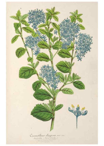 Reproducción/Reproduction 49687174016: L'Illustration horticole :. Gand, Belgium :Imprimerie et lithographie de F. et E. Gyselnyck,1854-1896.. 