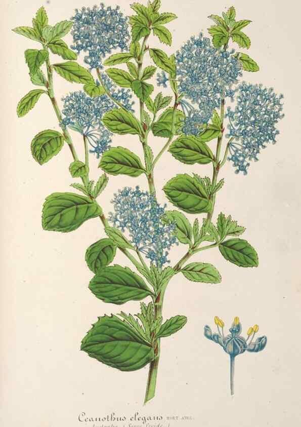Reproducción/Reproduction 49687174016: L'Illustration horticole :. Gand, Belgium :Imprimerie et lithographie de F. et E. Gyselnyck,1854-1896.. 