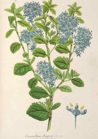 Reproducción/Reproduction 49687174016: L'Illustration horticole :. Gand, Belgium :Imprimerie et lithographie de F. et E. Gyselnyck,1854-1896.. 