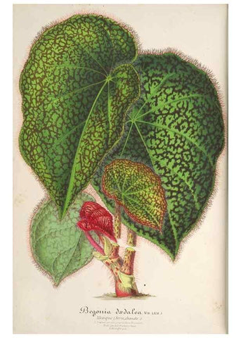 Reproducción/Reproduction 49687874896: L'Illustration horticole :. Gand, Belgium :Imprimerie et lithographie de F. et E. Gyselnyck,1854-1896.. 