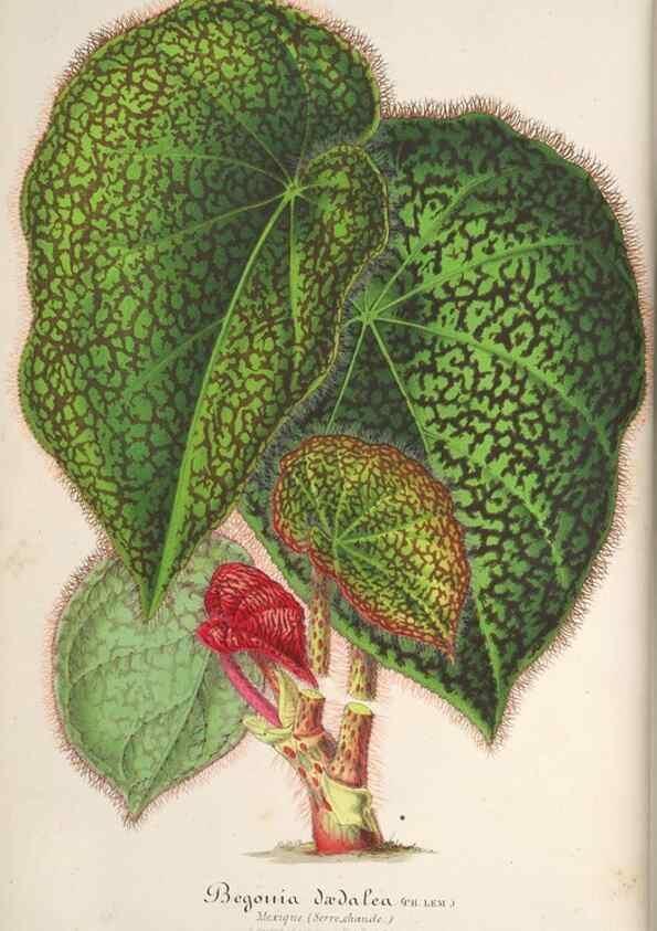 Reproducción/Reproduction 49687874896: L'Illustration horticole :. Gand, Belgium :Imprimerie et lithographie de F. et E. Gyselnyck,1854-1896.. 