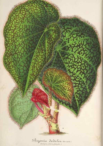 Reproducción/Reproduction 49687874896: L'Illustration horticole :. Gand, Belgium :Imprimerie et lithographie de F. et E. Gyselnyck,1854-1896.. 