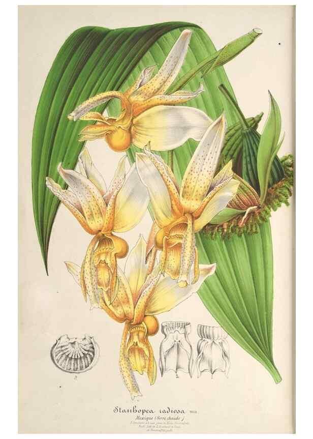 Reproducción/Reproduction 49687343778: L'Illustration horticole :. Gand, Belgium :Imprimerie et lithographie de F. et E. Gyselnyck,1854-1896.. 