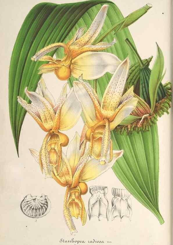Reproducción/Reproduction 49687343778: L'Illustration horticole :. Gand, Belgium :Imprimerie et lithographie de F. et E. Gyselnyck,1854-1896.. 