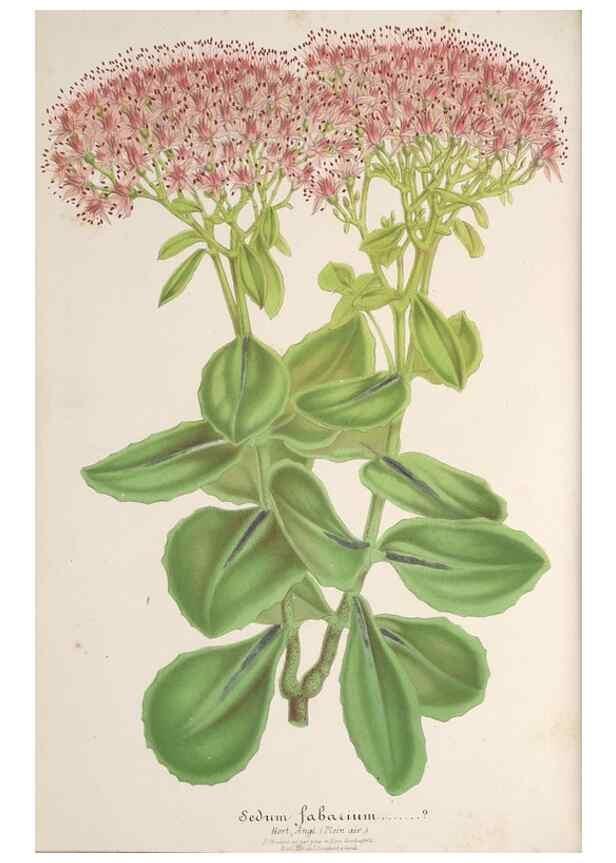 Reproducción/Reproduction 49687344903: L'Illustration horticole :. Gand, Belgium :Imprimerie et lithographie de F. et E. Gyselnyck,1854-1896.. 