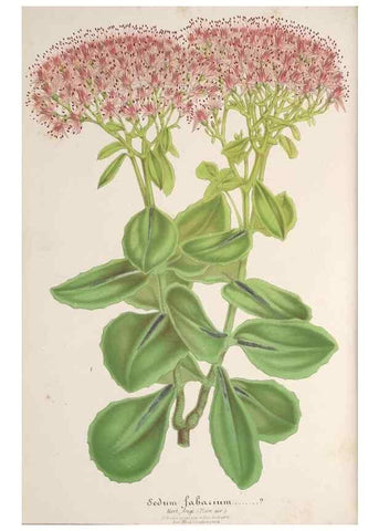 Reproducción/Reproduction 49687344903: L'Illustration horticole :. Gand, Belgium :Imprimerie et lithographie de F. et E. Gyselnyck,1854-1896.. 