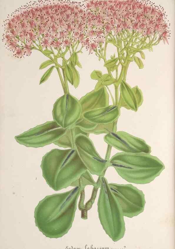 Reproducción/Reproduction 49687344903: L'Illustration horticole :. Gand, Belgium :Imprimerie et lithographie de F. et E. Gyselnyck,1854-1896.. 