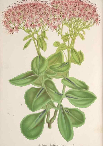 Reproducción/Reproduction 49687344903: L'Illustration horticole :. Gand, Belgium :Imprimerie et lithographie de F. et E. Gyselnyck,1854-1896.. 