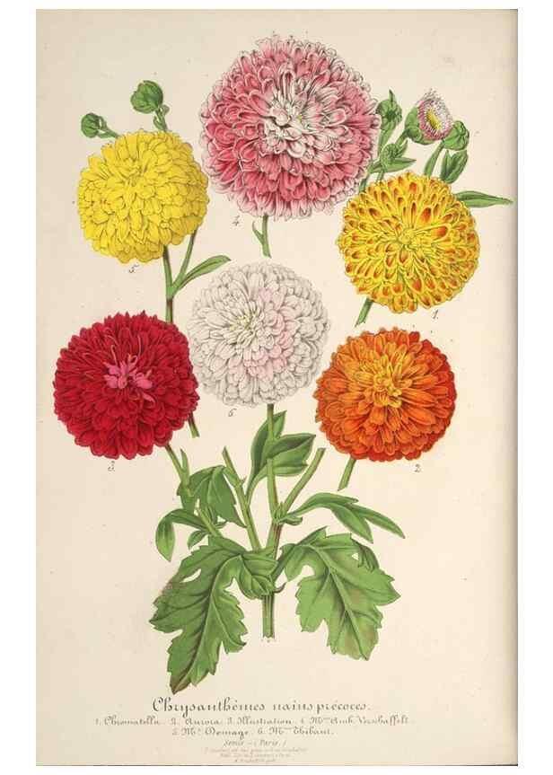 Reproducción/Reproduction 49687878591: L'Illustration horticole :. Gand, Belgium :Imprimerie et lithographie de F. et E. Gyselnyck,1854-1896.. 