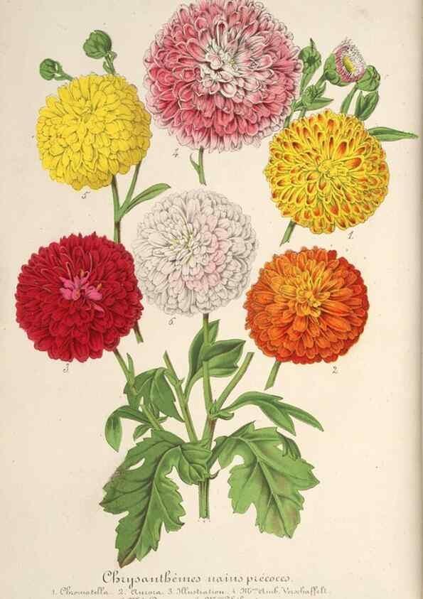 Reproducción/Reproduction 49687878591: L'Illustration horticole :. Gand, Belgium :Imprimerie et lithographie de F. et E. Gyselnyck,1854-1896.. 