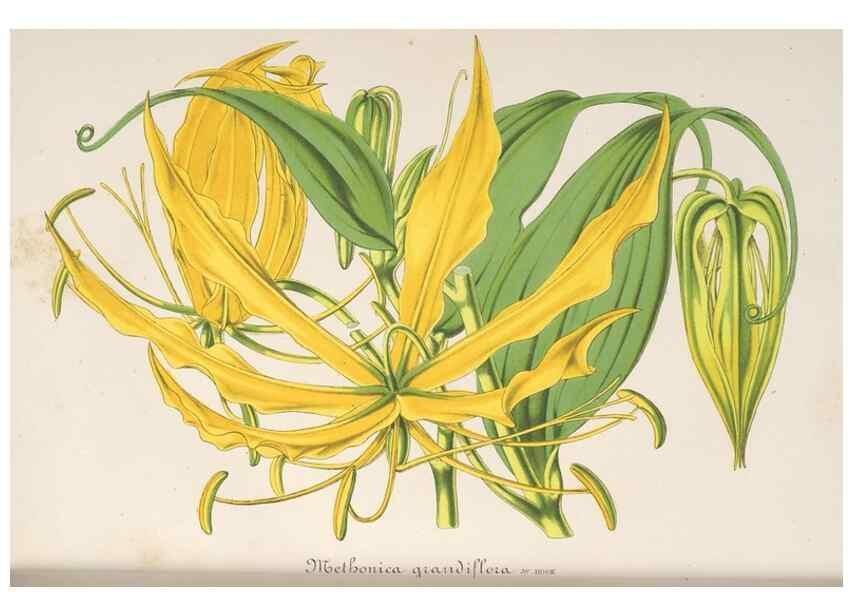 Reproducción/Reproduction 49688183097: L'Illustration horticole :. Gand, Belgium :Imprimerie et lithographie de F. et E. Gyselnyck,1854-1896.. 