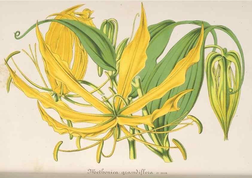 Reproducción/Reproduction 49688183097: L'Illustration horticole :. Gand, Belgium :Imprimerie et lithographie de F. et E. Gyselnyck,1854-1896.. 