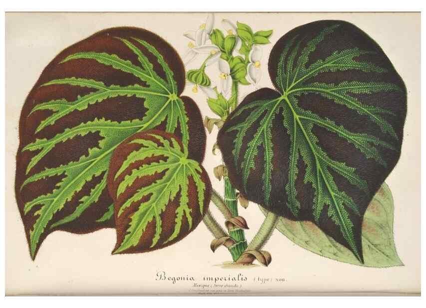 Reproducción/Reproduction 49687881046: L'Illustration horticole :. Gand, Belgium :Imprimerie et lithographie de F. et E. Gyselnyck,1854-1896.. 