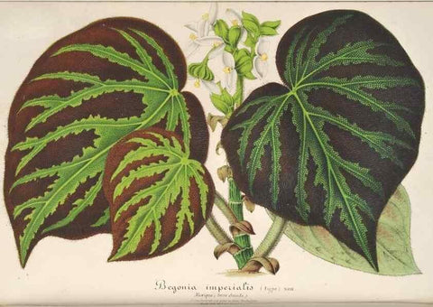 Reproducción/Reproduction 49687881046: L'Illustration horticole :. Gand, Belgium :Imprimerie et lithographie de F. et E. Gyselnyck,1854-1896.. 