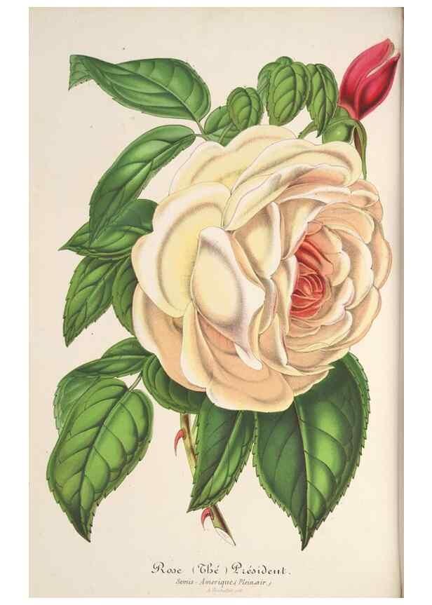 Reproducción/Reproduction 49687882201: L'Illustration horticole :. Gand, Belgium :Imprimerie et lithographie de F. et E. Gyselnyck,1854-1896.. 