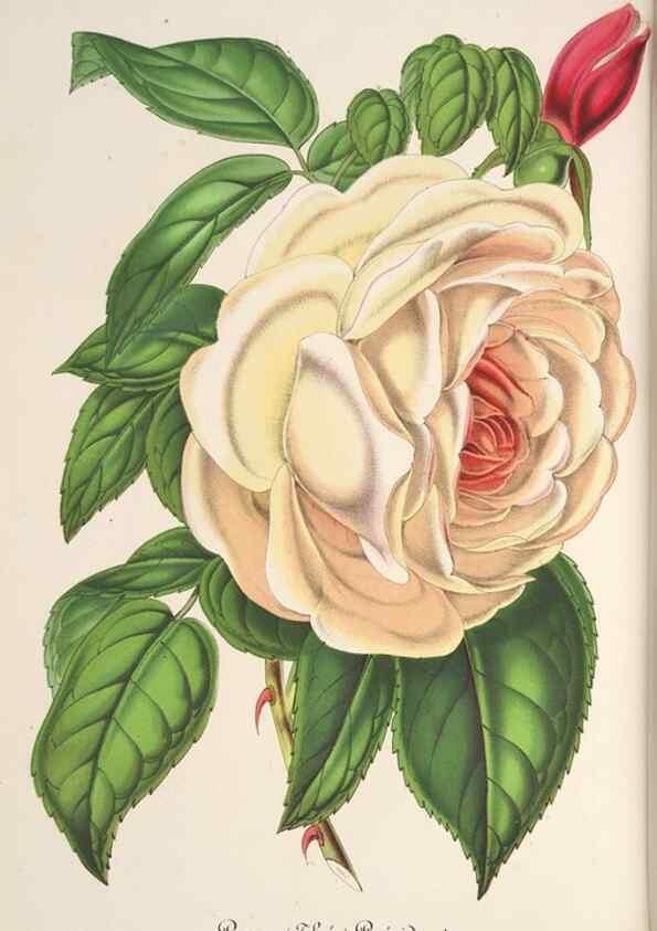 Reproducción/Reproduction 49687882201: L'Illustration horticole :. Gand, Belgium :Imprimerie et lithographie de F. et E. Gyselnyck,1854-1896.. 