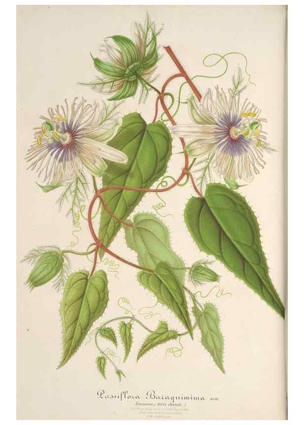 Reproducción/Reproduction 49688186882: L'Illustration horticole :. Gand, Belgium :Imprimerie et lithographie de F. et E. Gyselnyck,1854-1896.. 