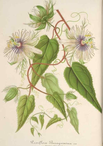 Reproducción/Reproduction 49688186882: L'Illustration horticole :. Gand, Belgium :Imprimerie et lithographie de F. et E. Gyselnyck,1854-1896.. 