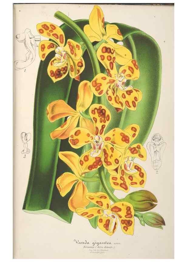 Reproducción/Reproduction 49687352438: L'Illustration horticole :. Gand, Belgium :Imprimerie et lithographie de F. et E. Gyselnyck,1854-1896.. 