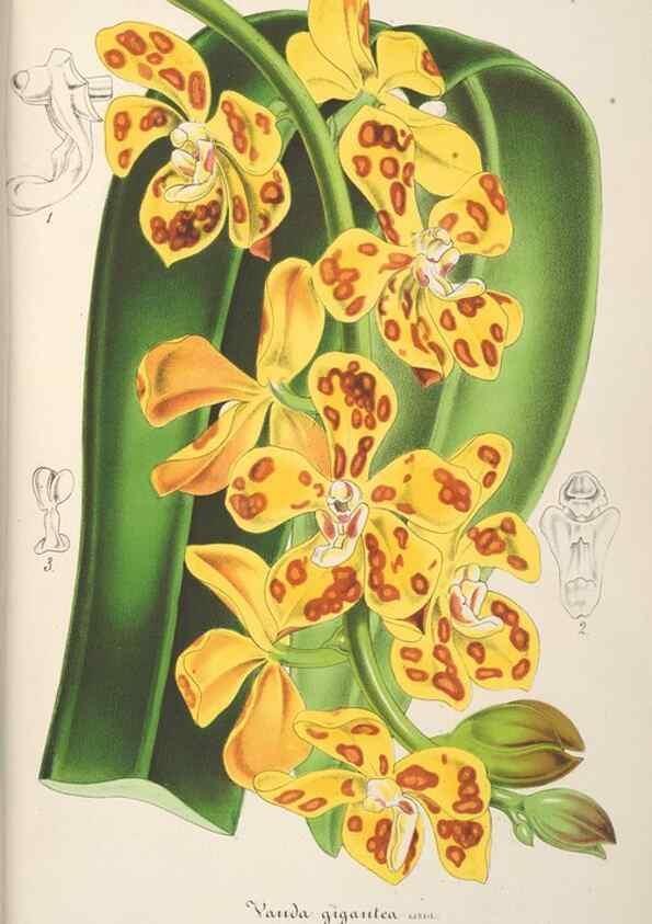 Reproducción/Reproduction 49687352438: L'Illustration horticole :. Gand, Belgium :Imprimerie et lithographie de F. et E. Gyselnyck,1854-1896.. 
