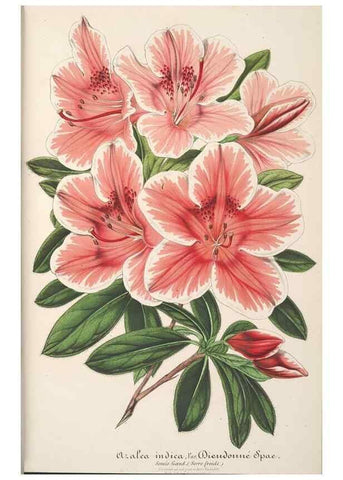 Reproducción/Reproduction 49687885676: L'Illustration horticole :. Gand, Belgium :Imprimerie et lithographie de F. et E. Gyselnyck,1854-1896.. 