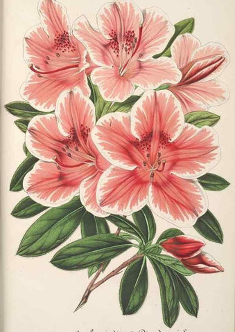 Reproducción/Reproduction 49687885676: L'Illustration horticole :. Gand, Belgium :Imprimerie et lithographie de F. et E. Gyselnyck,1854-1896.. 