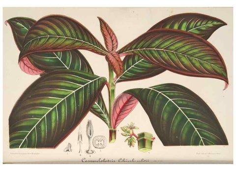 Reproducción/Reproduction 49687885911: L'Illustration horticole :. Gand, Belgium :Imprimerie et lithographie de F. et E. Gyselnyck,1854-1896.. 