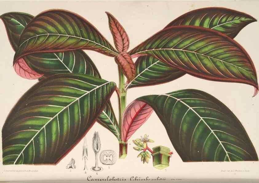 Reproducción/Reproduction 49687885911: L'Illustration horticole :. Gand, Belgium :Imprimerie et lithographie de F. et E. Gyselnyck,1854-1896.. 