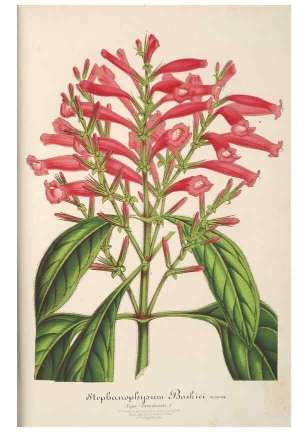 Reproducción/Reproduction 49687886241: L'Illustration horticole :. Gand, Belgium :Imprimerie et lithographie de F. et E. Gyselnyck,1854-1896.. 