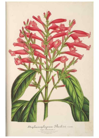 Reproducción/Reproduction 49687886241: L'Illustration horticole :. Gand, Belgium :Imprimerie et lithographie de F. et E. Gyselnyck,1854-1896.. 