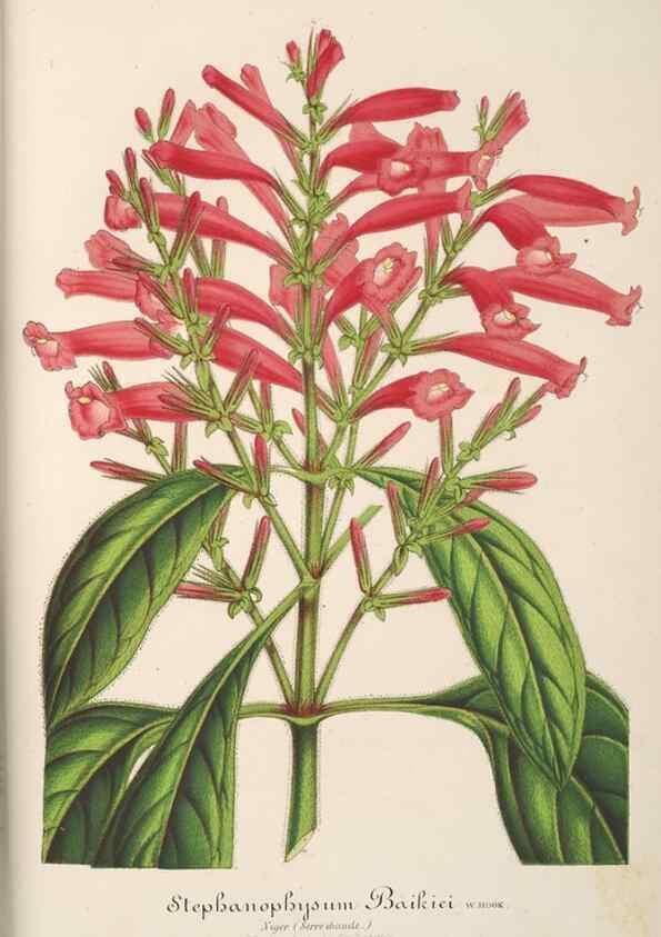 Reproducción/Reproduction 49687886241: L'Illustration horticole :. Gand, Belgium :Imprimerie et lithographie de F. et E. Gyselnyck,1854-1896.. 