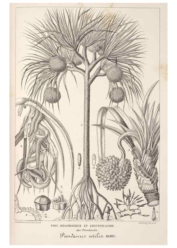 Reproducción/Reproduction 49686639283: L'Illustration horticole :. Gand, Belgium :Imprimerie et lithographie de F. et E. Gyselnyck,1854-1896.. 