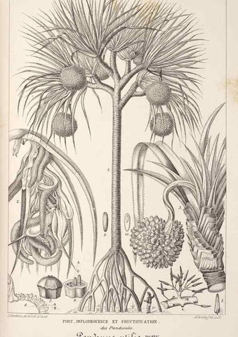 Reproducción/Reproduction 49686639283: L'Illustration horticole :. Gand, Belgium :Imprimerie et lithographie de F. et E. Gyselnyck,1854-1896.. 