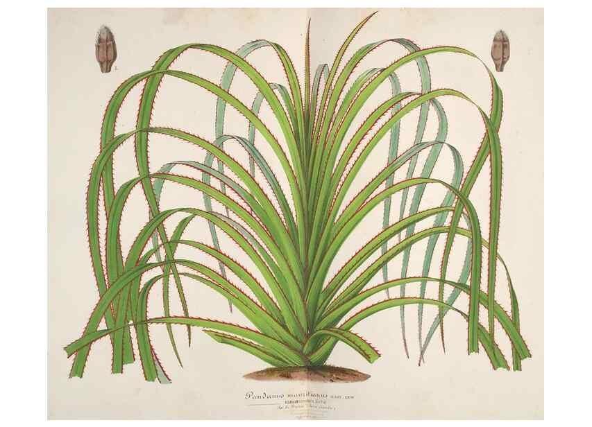 Reproducción/Reproduction 49687474047: L'Illustration horticole :. Gand, Belgium :Imprimerie et lithographie de F. et E. Gyselnyck,1854-1896.. 