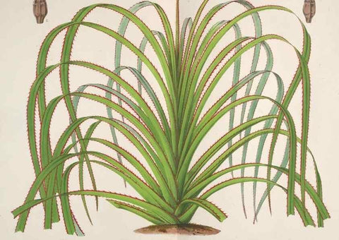 Reproducción/Reproduction 49687474047: L'Illustration horticole :. Gand, Belgium :Imprimerie et lithographie de F. et E. Gyselnyck,1854-1896.. 