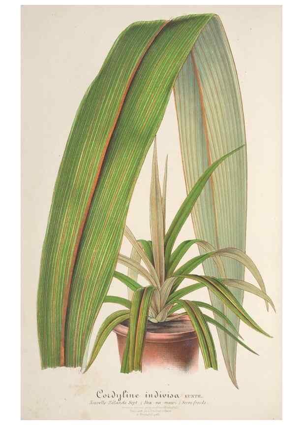 Reproducción/Reproduction 49686638688: L'Illustration horticole :. Gand, Belgium :Imprimerie et lithographie de F. et E. Gyselnyck,1854-1896.. 