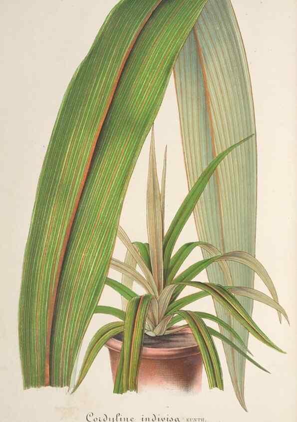 Reproducción/Reproduction 49686638688: L'Illustration horticole :. Gand, Belgium :Imprimerie et lithographie de F. et E. Gyselnyck,1854-1896.. 