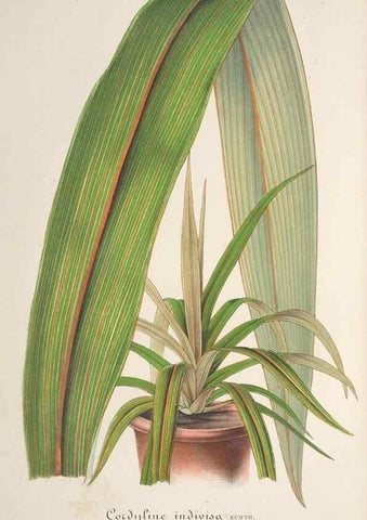 Reproducción/Reproduction 49686638688: L'Illustration horticole :. Gand, Belgium :Imprimerie et lithographie de F. et E. Gyselnyck,1854-1896.. 
