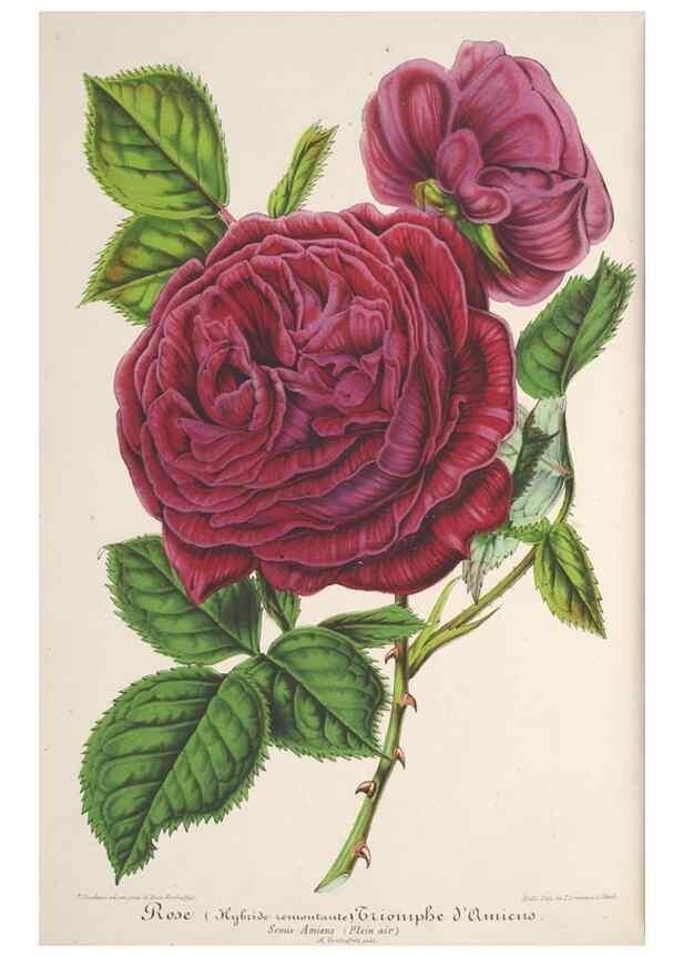 Reproducción/Reproduction 49687171896: L'Illustration horticole :. Gand, Belgium :Imprimerie et lithographie de F. et E. Gyselnyck,1854-1896.. 