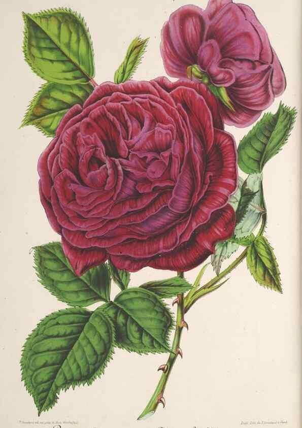 Reproducción/Reproduction 49687171896: L'Illustration horticole :. Gand, Belgium :Imprimerie et lithographie de F. et E. Gyselnyck,1854-1896.. 