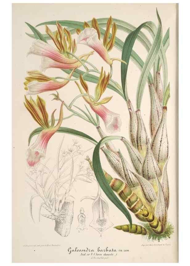 Reproducción/Reproduction 49687467422: L'Illustration horticole :. Gand, Belgium :Imprimerie et lithographie de F. et E. Gyselnyck,1854-1896.. 